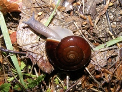 Glyptostoma gabrielense