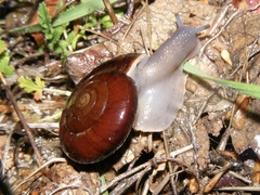 Glyptostoma gabrielense