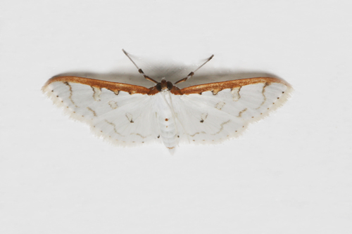 Palpita minuscula observed 2019-02-14