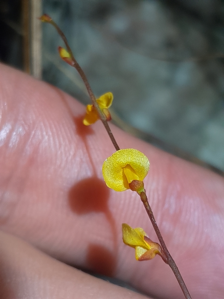 Utricularia guyanensis A.DC.