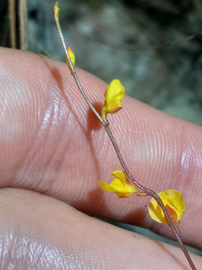 Utricularia guyanensis A.DC. 2