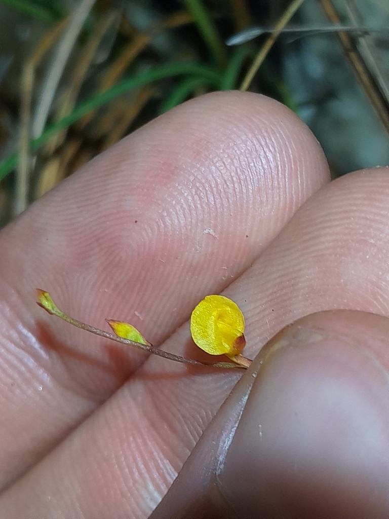 Utricularia guyanensis A.DC. 3