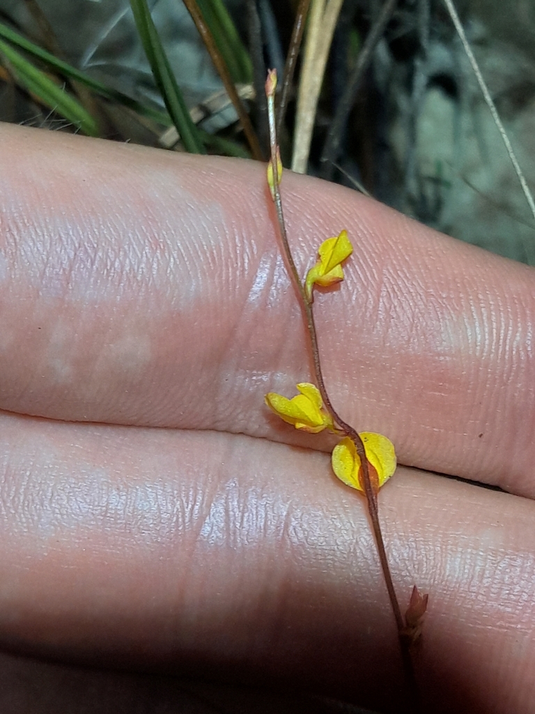Utricularia guyanensis A.DC. 4