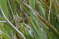 Poodytes punctatus punctatus