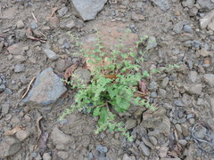 Thyrocarpus sampsonii