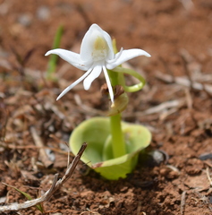 Habenaria grandifloriformis