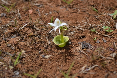 Habenaria grandifloriformis