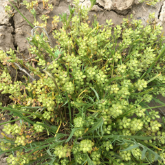 Lepidium oxycarpum