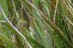 Poodytes punctatus punctatus