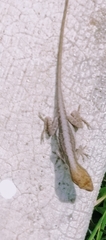 Sceloporus cupreus