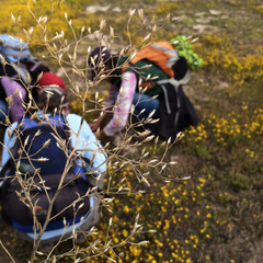 Benitoa occidentalis