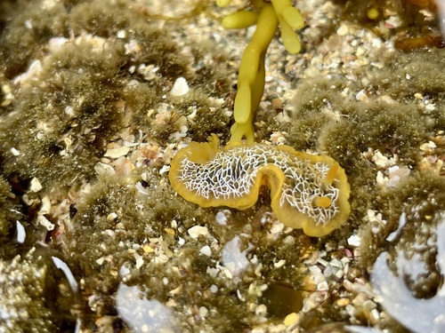 scribbled nudibranch