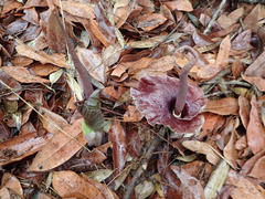 Amorphophallus henryi