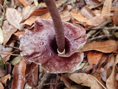 Amorphophallus henryi