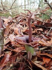 Amorphophallus henryi