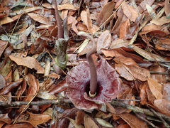Amorphophallus henryi