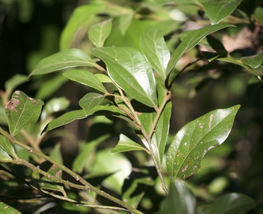 Green-leaved Rose Walnut