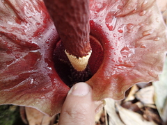 Amorphophallus henryi