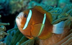 Barrier Reef Anemonefish photo 3