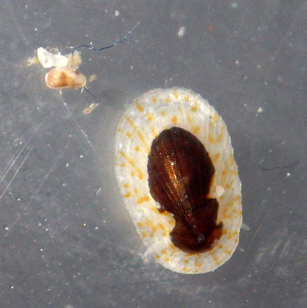 Asteracmea