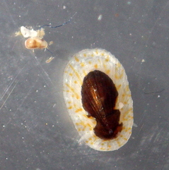 Asteracmea stowae
