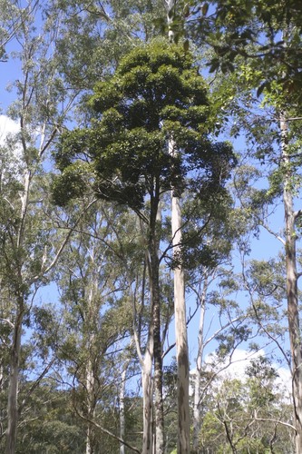 Cryptocarya erythroxylon Maiden & Betche