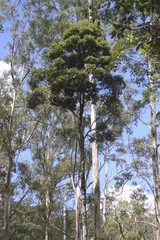 Cryptocarya erythroxylon