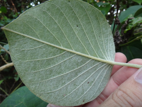 Image of Argyreia Formosana (Argyreia formosana) by (c) 呂一起(Lu i-chi), some rights reserved (CC BY)