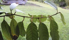 Cryptocarya mackinnoniana