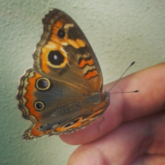 Junonia genoveva hilaris