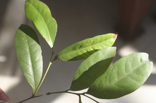 Cryptocarya sclerophylla B.Hyland