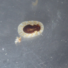 Asteracmea stowae