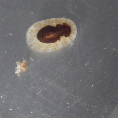 Asteracmea stowae