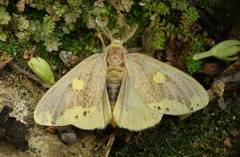 Euproctis quadrangularis