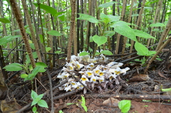 Christisonia calcarata