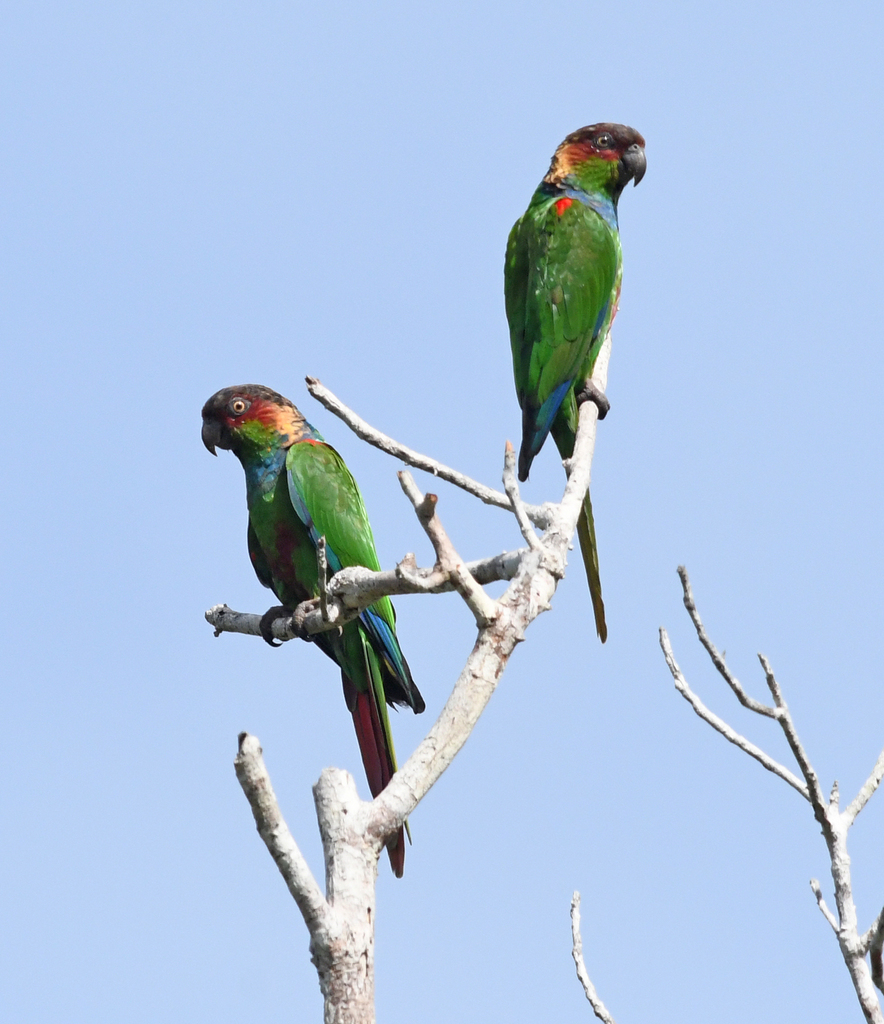 Ochre-marked Parakeet