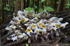 Christisonia calcarata