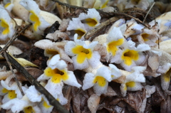 Christisonia calcarata