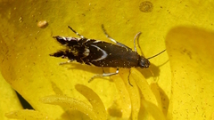 Glyphipterix simpliciella