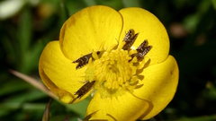 Glyphipterix simpliciella