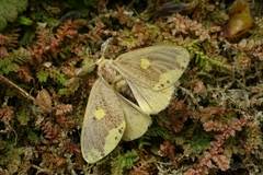 Euproctis quadrangularis