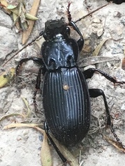 Plocamostethus planiusculus