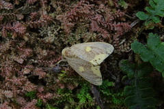 Euproctis quadrangularis