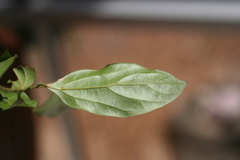 Cryptocarya triplinervis pubens