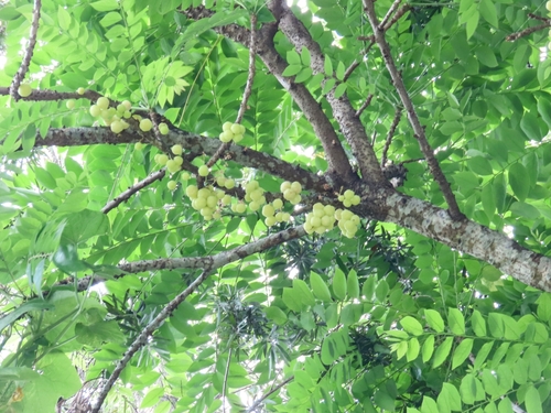 Image of Phyllanthus acidus by (c) Anirban Datta-Roy, some rights reserved (CC BY)
