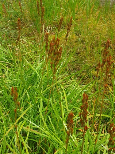 bog asphodel