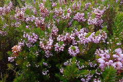 Erica vagans