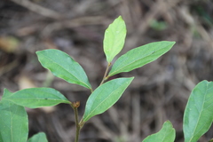 Cryptocarya triplinervis pubens