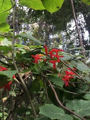 Salvia gesneriiflora