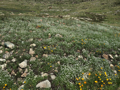 Plagiobothrys nothofulvus